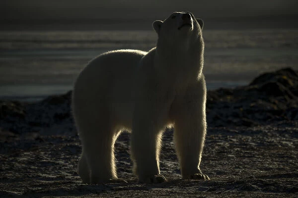 Polar bear stands lifting head on shoreline