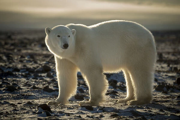 Polar bear stands looking back on tundra