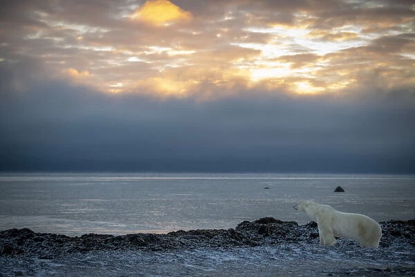 Polar bear stands on shoreline at dawn