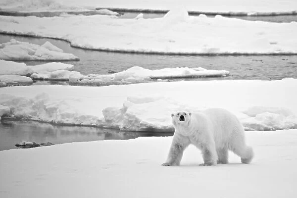 Polar bear (Ursus maritimus) crossing ice in Arctic; Svalbard, Svalbard and Jan Mayen, Northern Norway