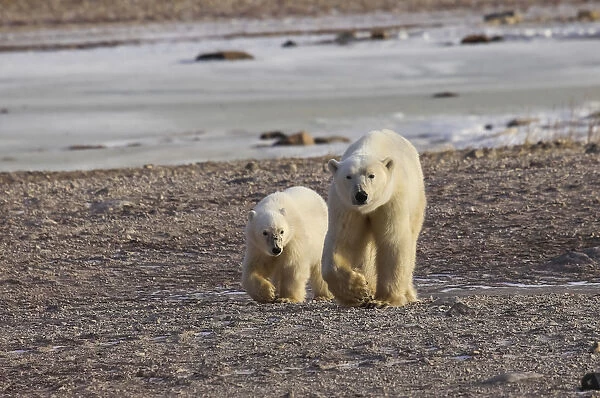 Polar Bear (Ursus Maritimus) And Cub Walking Side By Side On The Shore; Churchill, Manitoba, Canada