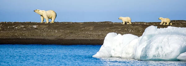Polar bear, Ursus maritimus, and her cubs walking along the water