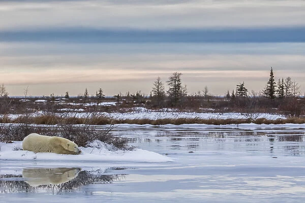 Polar Bear (Ursus Maritimus) Laying Alongside A Thawing Pond Waiting For Hudson Bay To Freeze Over; Churchill, Manitoba, Canada