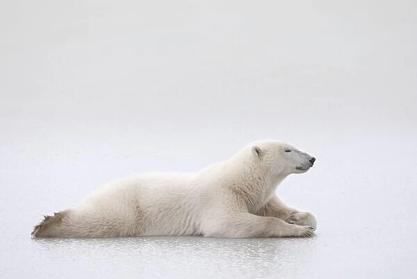 Polar Bear (Ursus Maritimus) Laying On A Lake Of Ice; Churchill, Manitoba, Canada