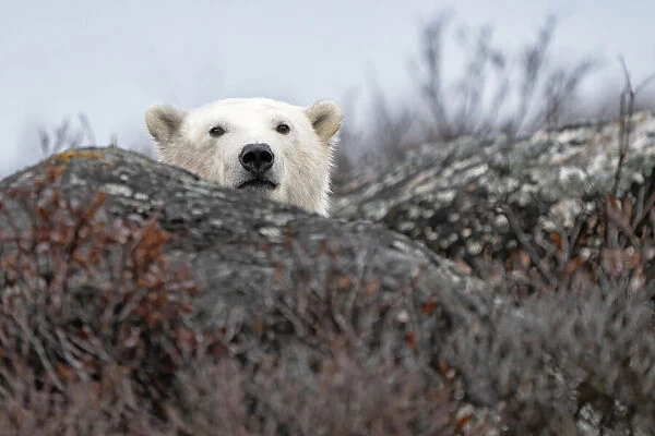 Polar bear (Ursus maritimus) looking at the camera from behind a rock in the wild, near Churchill, Manitoba; Churchill, Manitoba, Canada