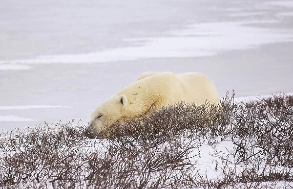 Polar Bear (Ursus Maritimus) Resting, Wapusk National Park; Churchill, Manitoba, Canada