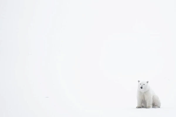 Polar bear (Ursus maritimus) sitting in the corner of the image with vast white all around; Churchill, Manitoba, Canada