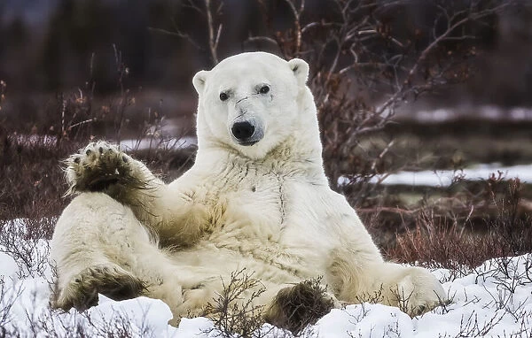 Polar Bear (Ursus Maritimus) Sitting In The Snow; Churchill, Manitoba, Canada