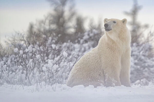 Polar bear (Ursus maritimus) sitting on snow in the wild, near Churchill, Manitoba; Churchill, Manitoba, Canada