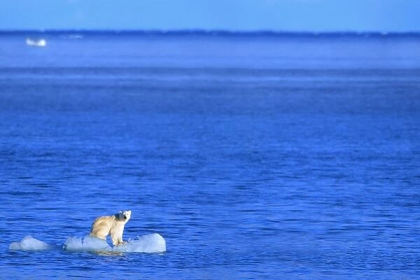 Polar Bear (Ursus Maritimus) Standing On A Piece Of Floating Ice; Coburg Island, Nunavut, Canada