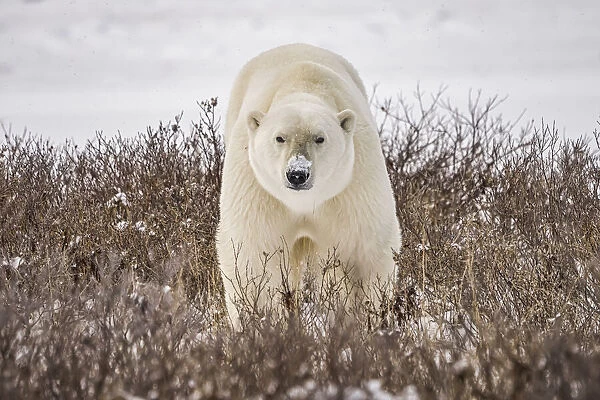 Polar bear (Ursus maritimus) walking in the snow; Churchill, Manitoba, Canada