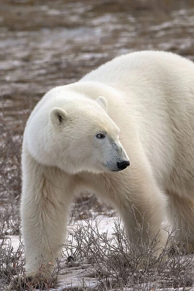 Polar Bear (Ursus Maritimus) Who Is Very Dangerous Looking As He Explores The Territory; Churchill, Manitoba, Canada