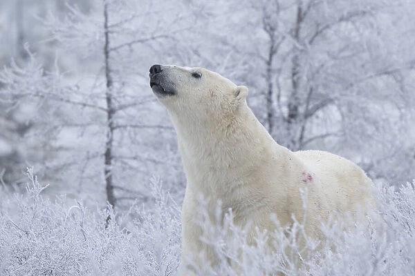 Polar bear (Ursus maritimus) in the wild looking up, near Churchill, Manitoba; Churchill, Manitoba, Canada