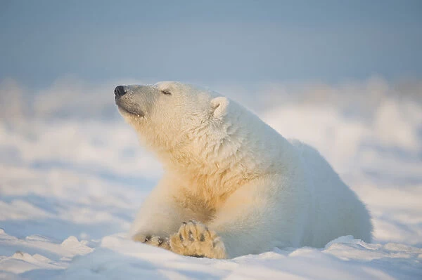 Polar Bear (Ursus Maritimus), Young Bear Rests On The Newly Frozen Pack Ice, Beaufort Sea, Off The 1002 Area Of The Arctic National Wildlife Refuge, North Slope, Alaska