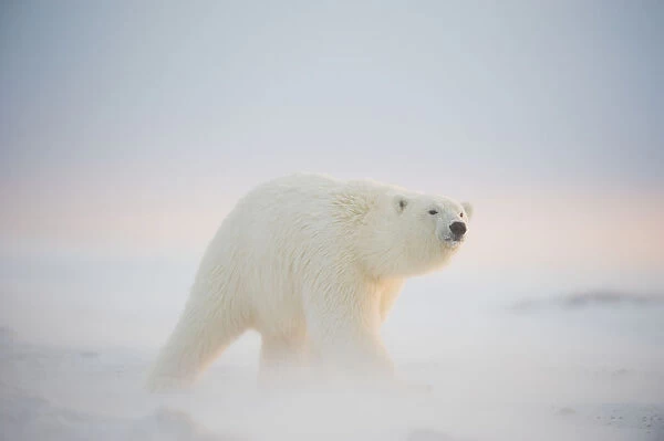 Polar Bear (Ursus Maritimus), Young Subadult Travels Along Snowy Bernard Spit, A Barrier Island, During Fall Freeze Up, Off The 1002 Area Of The Arctic National Wildlife Refuge, North Slope, Alaska