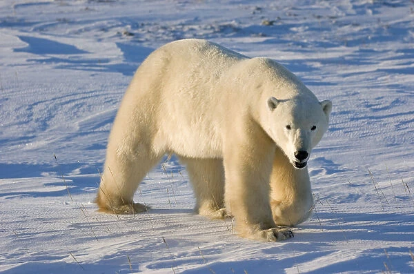 Polar Bear Walking Across Frozen Snowcovered Ground At Churchill, Manitoba, Canada