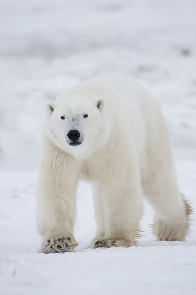 Polar Bear Walking Across Snow And Ice; Churchill Manitoba Canada