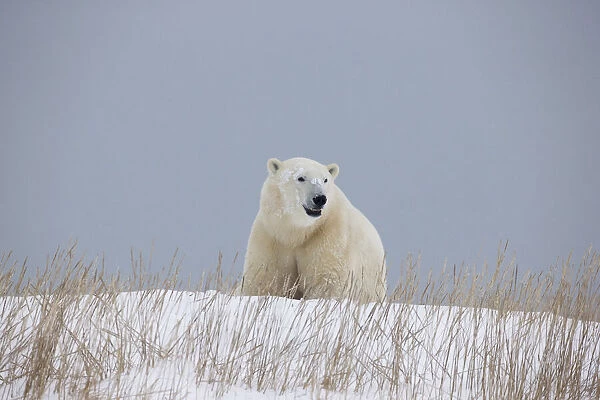 Polar Bear Walking Through The Snow Along The Shore Of Hudsons Bay; Churchill Manitoba Canada