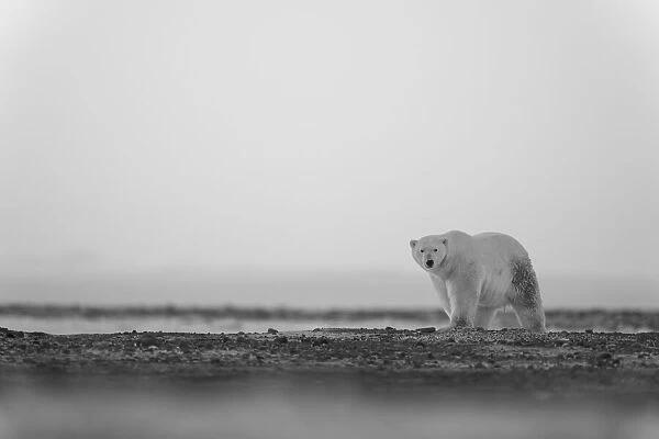 Polar bear walks on tundra at dawn