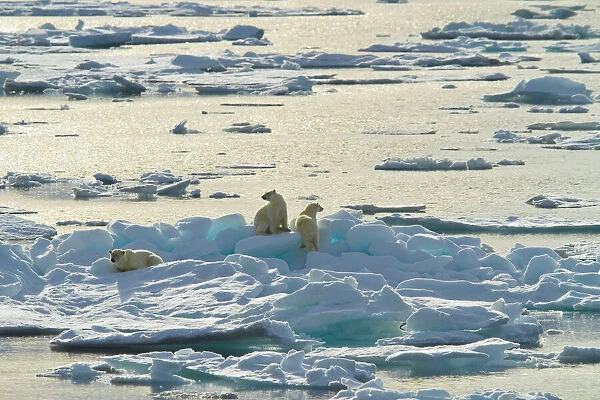 Three polar bears climbing on Arctic Ice