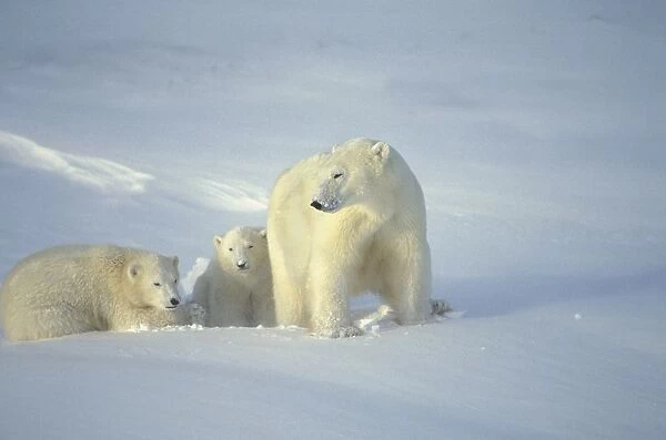 Polar Bears With Cubs