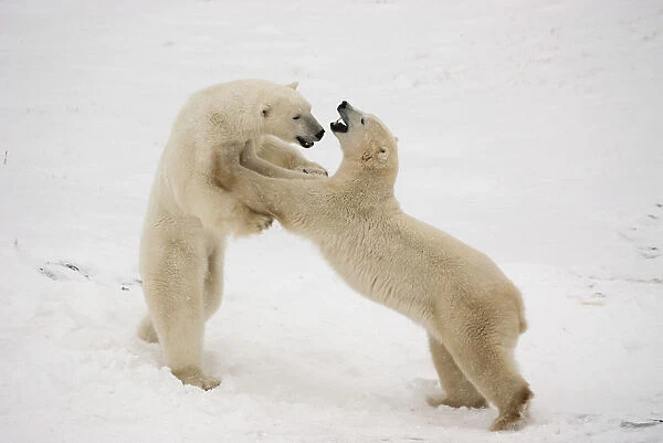 Polar Bears Play Fighting At Churchill, Manitoba, Canada