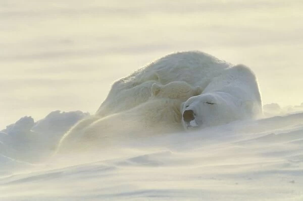 Polar Bears Sleeping At Sunset
