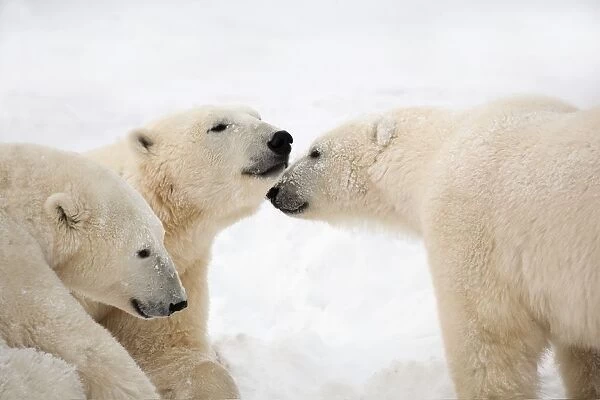Three Polar Bears (Ursus Maritimus) Being Affectionate; Nunavut, Canada