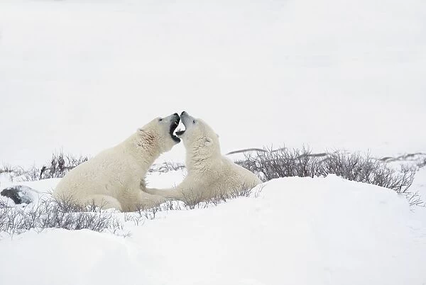Two Polar Bears (Ursus Maritimus) In A Humorous Looking Moment With Their Mouths Open As If Smelling Each Others Breath; Churchill, Manitoba, Canada