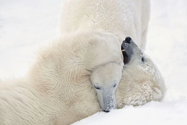 Two Polar Bears (Ursus Maritimus) Play Fighting To Sharpen Their Hunting Skills As They Wait For The Ice To Freeze Over At Hudson Bay; Churchill, Manitoba, Canada