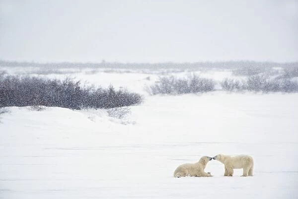 Two Polar Bears (Ursus Maritimus) Showing Affection By Kissing Each Other; Churchill, Manitoba, Canada