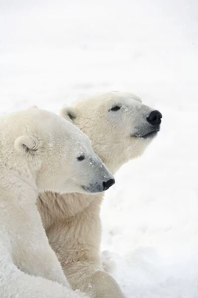 Two Polar Bears (Ursus Maritimus) Showing A Tender Moment As They Cuddle Side By Side; Churchill, Manitoba, Canada
