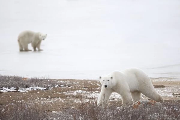 Polar Bears (Ursus Maritimus) Staring Ahead As They Walk Across The Frozen Tundra; Churchill, Manitoba, Canada