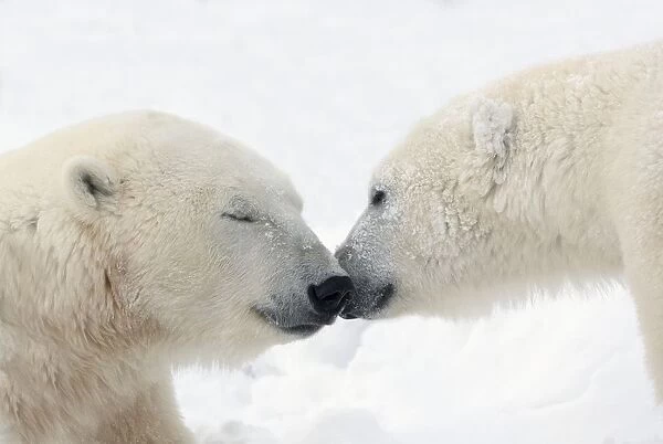 Two Polar Bears (Ursus Maritimus) Touching Noses Or Kissing; Churchill, Manitoba, Canada