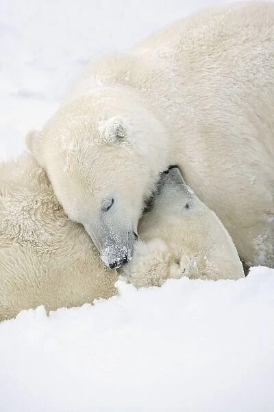Two Polar Bears (Ursus Maritimus) Using Each Other For Pillows As They Sleep Blissfully; Churchill, Manitoba, Canada