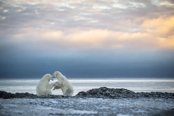 Polar bears wrestle on shoreline at dawn