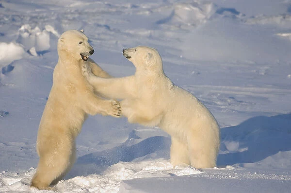 Polar Bears Wrestling And Play Fighting At Churchill, Manitoba, Canada