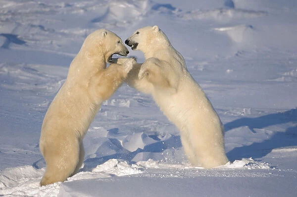 Polar Bears Wrestling And Play Fighting At Churchill, Manitoba, Canada
