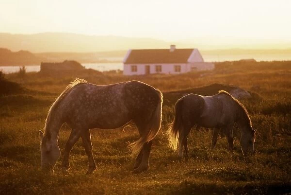 Ponies Grazing In A Field, Connemara, County Galway, Republic Of Ireland