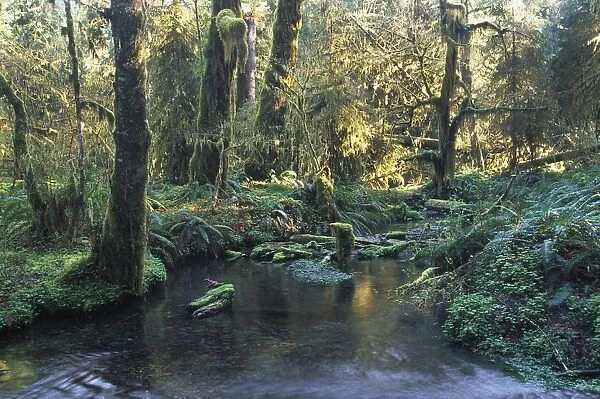 Pool In Temperate Rainforest Stream