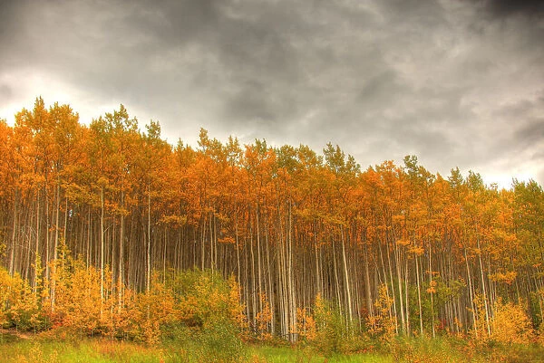 Poplar Forest In Autumn, Teslin, Yukon