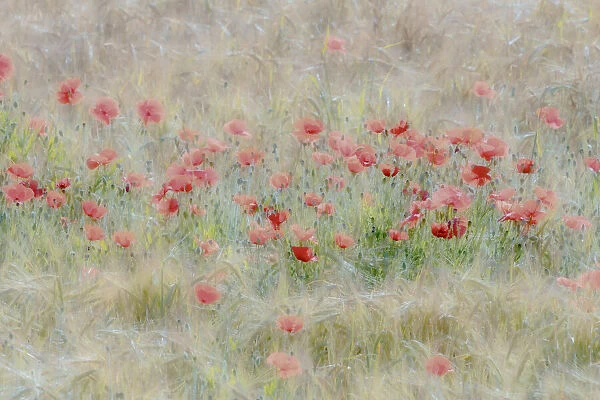 Poppies in springtime in northern Spain