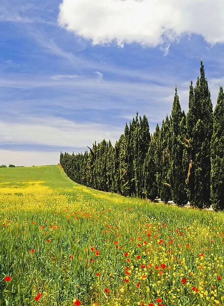 Poppies And Wild Flowers In Wheat Field Beside Line Of Cypress Trees