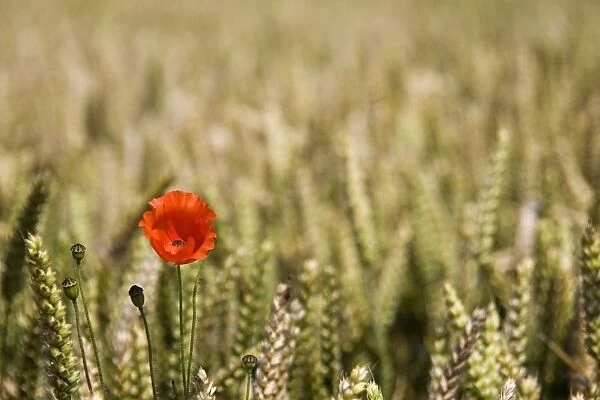 Poppy Flower In Field Of Wheat