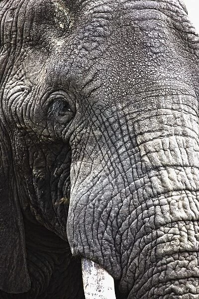 Portrait Of African Bull Elephant