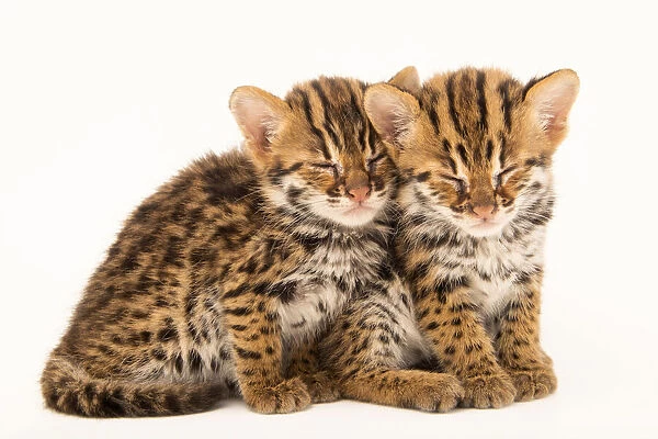 Portrait of two baby Asian leopard cats