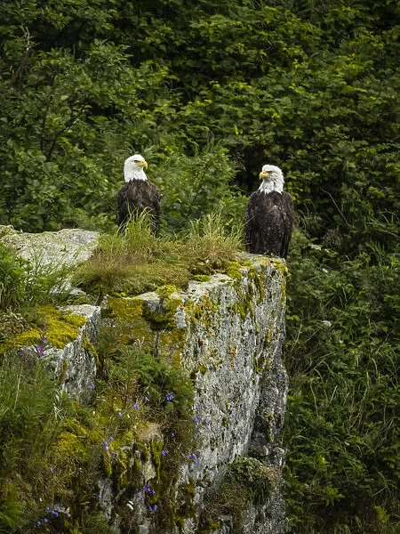 Portrait of two bald eagles (Haliaeetus leucocephalus) perched on top of a boulder in Kinak Bay; Katmai National Park and Preserve, Alaska, United States of America