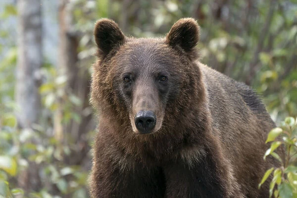 Portrait of a bear in a forest