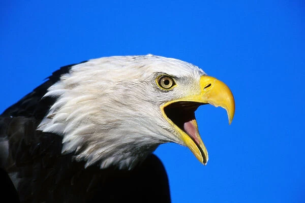 Portrait Of Captive Bald Eagle