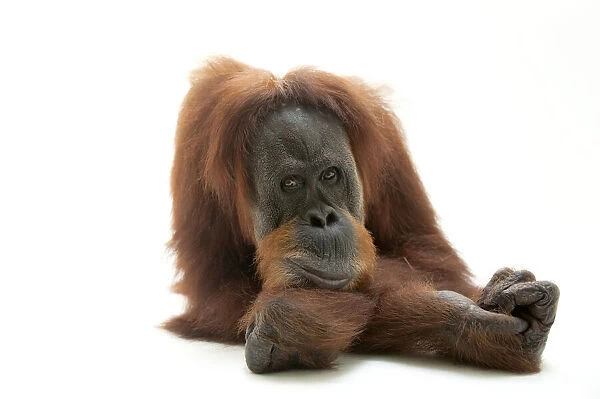 Portrait of an endangered Sumatran orangutan